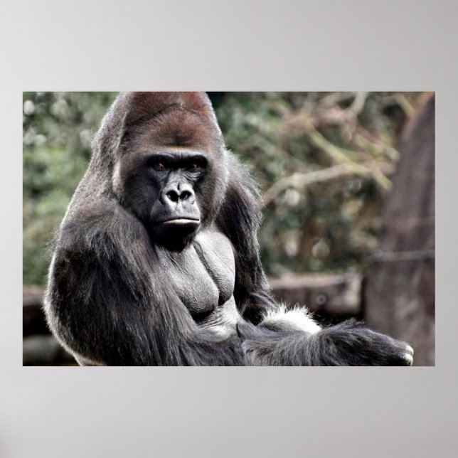 Póster poster GORILLA PREMIUM CANVAS GLOSS (Frente)