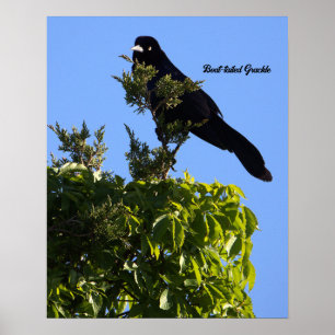 Póster Poster Grackle