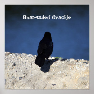 Póster Poster Grackle