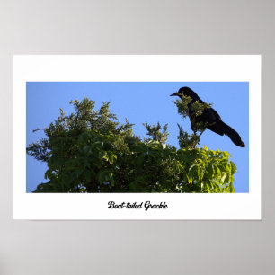 Póster Poster Grackle