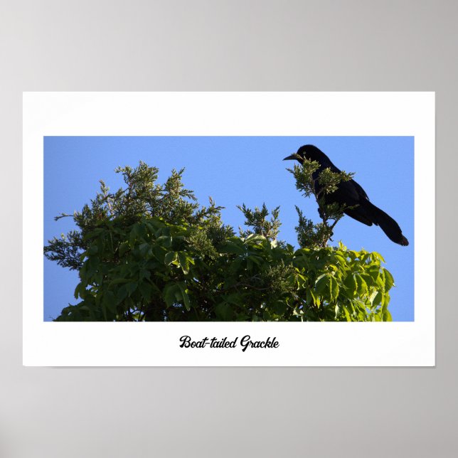 Póster Poster Grackle (Frente)