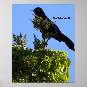 Póster Poster Grackle