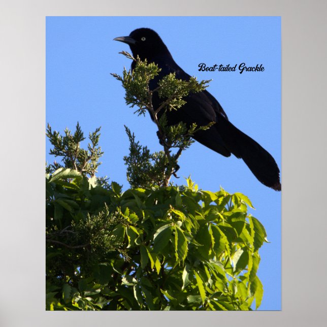 Póster Poster Grackle (Frente)