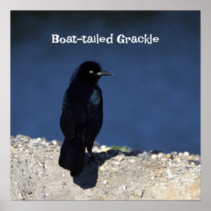 Póster Poster Grackle