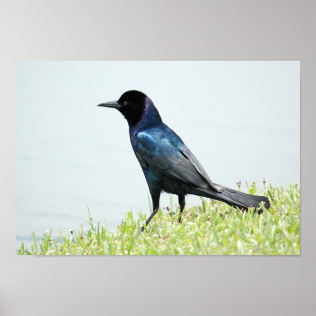 Póster Poster Grackle o Crow (Frente)