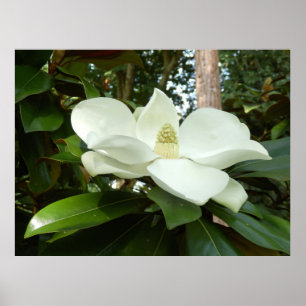 Póster Poster grandiflora de la magnolia