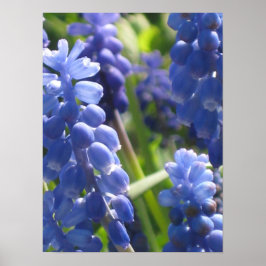 Póster Poster - Grape Hyacinth