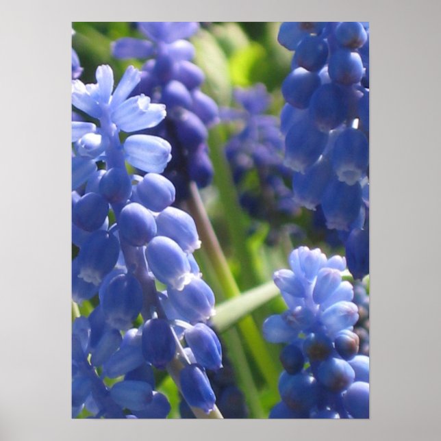 Póster Poster - Grape Hyacinth (Frente)