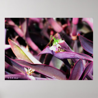 Póster Poster - Grasador verde en planta morada