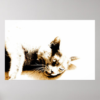 Póster Poster Gray cat