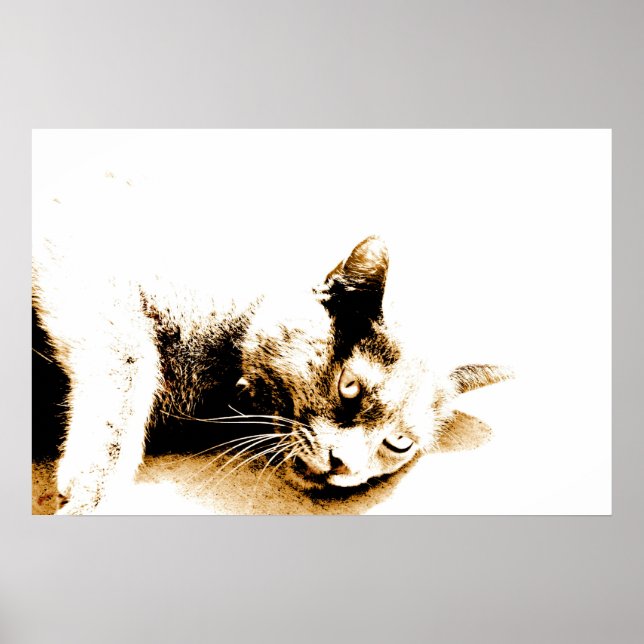 Póster Poster Gray cat (Frente)