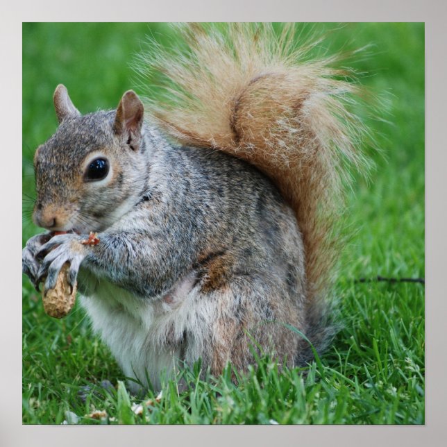 Póster Poster Gray Squirrel (Frente)