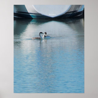 Póster Poster - Grebes en un puerto tranquilo
