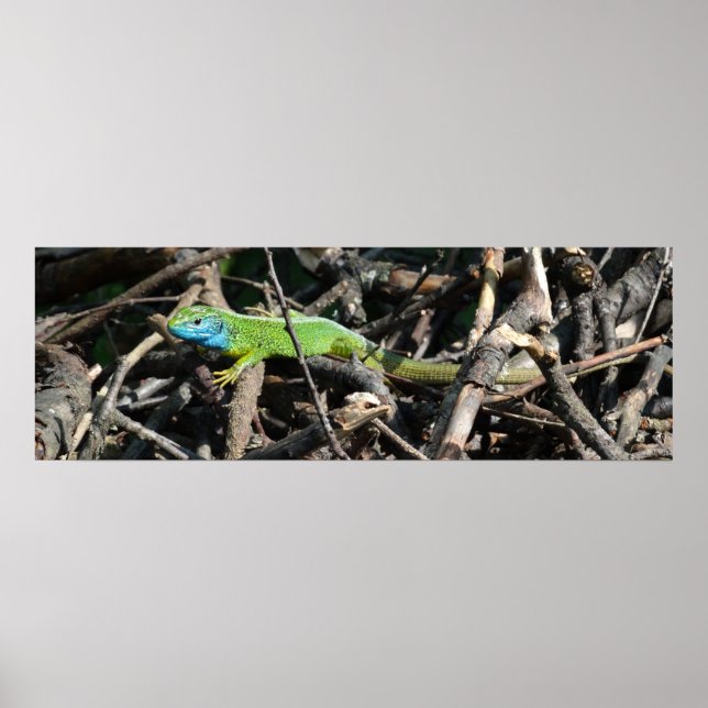 Póster Poster Green Lizard Photo Value Pape (Frente)