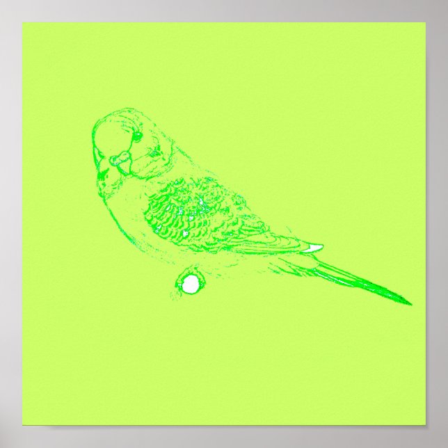 Póster Poster Green Parakeet (Frente)