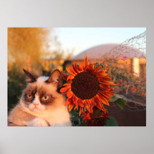 Póster Poster gruñón del girasol del gato