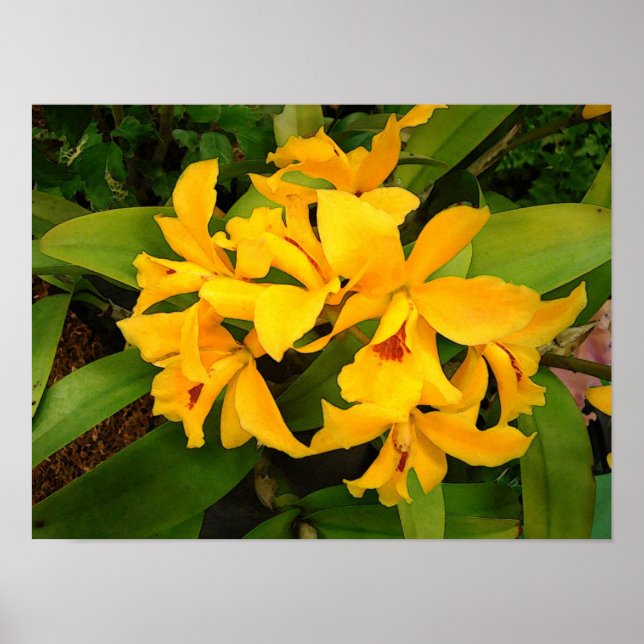 Póster Poster: Grupo de orquídeas amarillas (Frente)