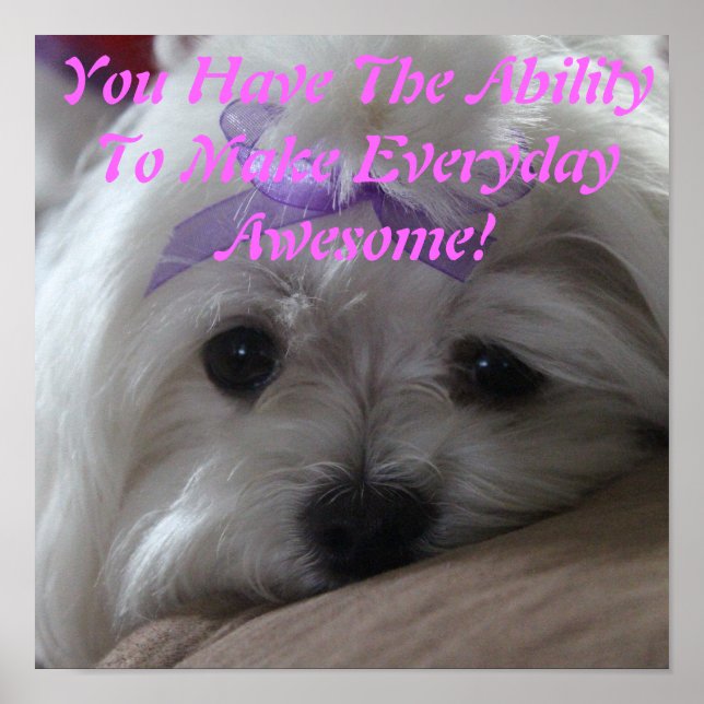 Póster Poster-habilidad de perro de Malta (Frente)