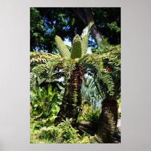 Póster Poster Hawaii Tree