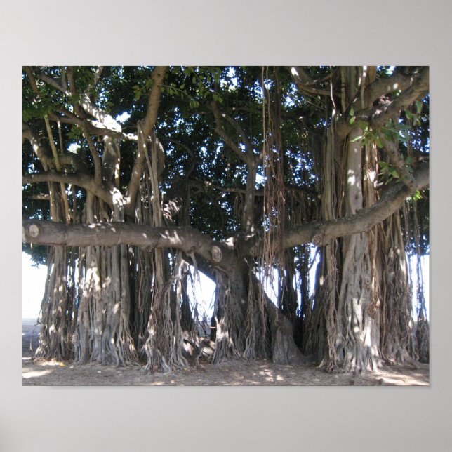 Póster Poster Hawaiian Banyan Tree (Frente)