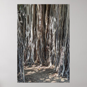 Póster Poster Hawaiian Banyan Tree