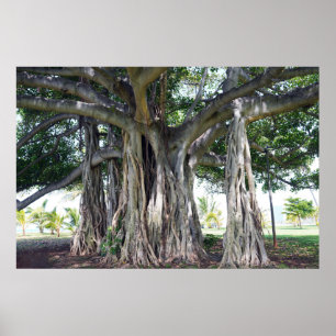 Póster Poster Hawaiian Banyan Tree