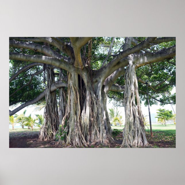 Póster Poster Hawaiian Banyan Tree (Frente)