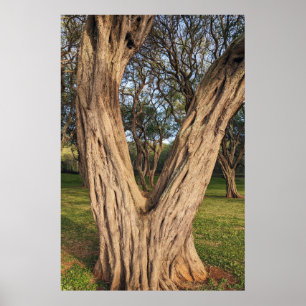 Póster Poster Hawaiian Kiawe Tree