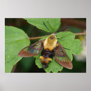 Póster Poster Hawk Moth