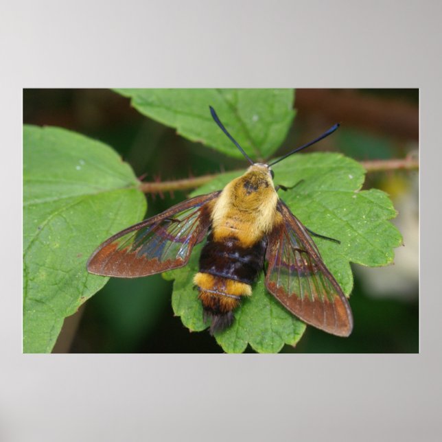 Póster Poster Hawk Moth (Frente)