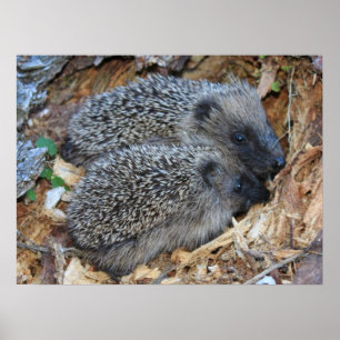 Póster Poster Hedgehog