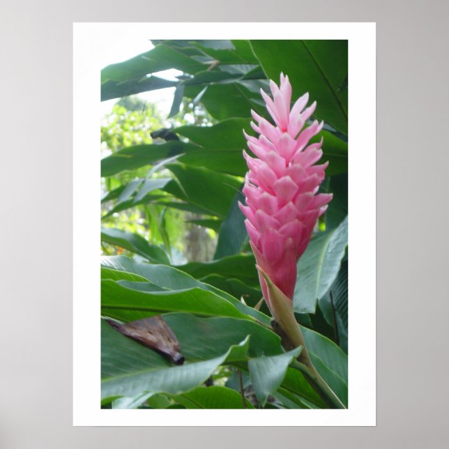 Póster poster, hermosa flor rosa en Jamaica (Frente)