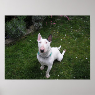 Póster Poster hermoso de bull terrier del inglés del