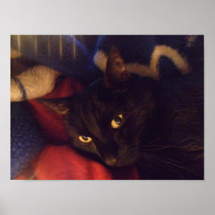 Póster Poster hermoso del gato negro