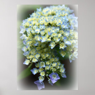 Póster Poster Hidrengea Azul