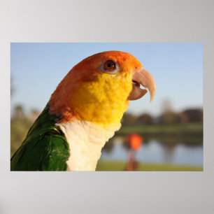 Póster Poster hinchado blanco del canto del loro del