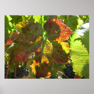 Póster Poster - Hoja de uva roja en vid