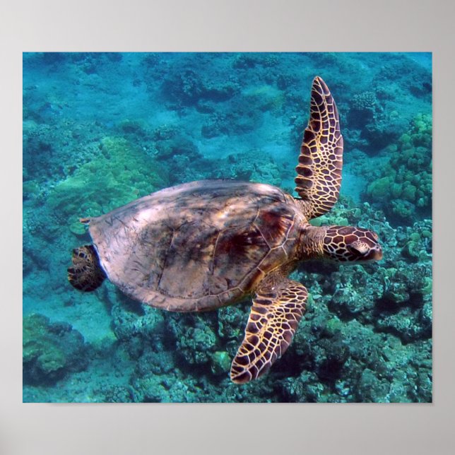 Póster Poster Honu de la tortuga de Hawaii (Frente)