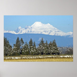 Póster Poster horizontal: Mt. Baker con Nieve Geese