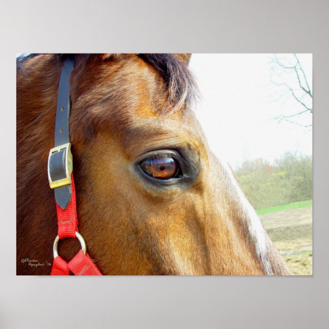 Póster Poster Horse Daydream (Frente)