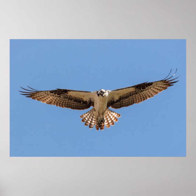 Póster Poster Hovering Osprey (Frente)
