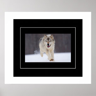 Póster Poster-Howling Wolf
