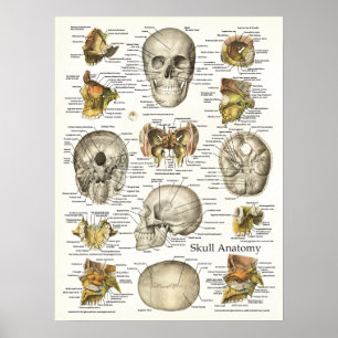 Póster Poster humano 18 x 24 de la anatomía del cráneo