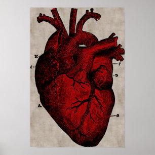 Póster Poster humano del corazón