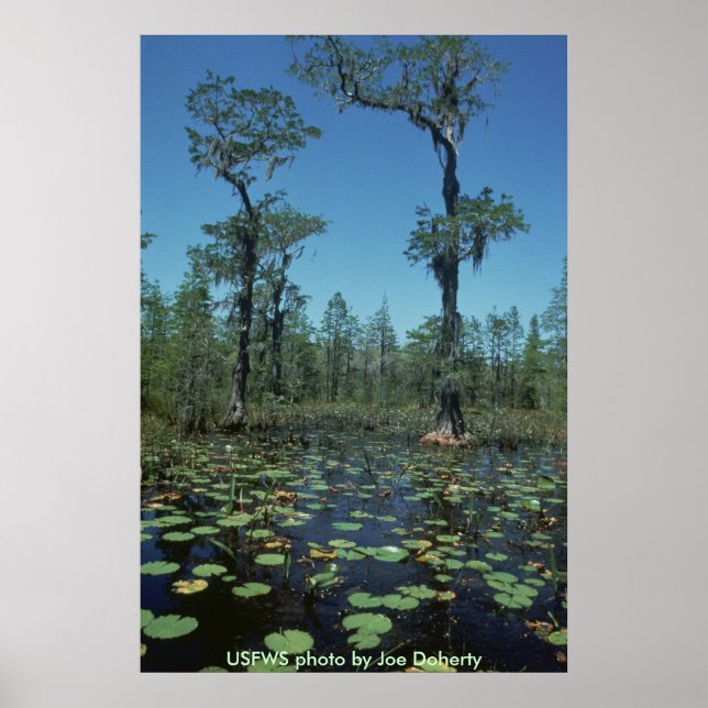 Póster Poster/Humedales, Okefenokee NWR (Frente)