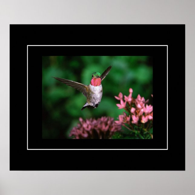 Póster Poster-Hummingbird (Frente)