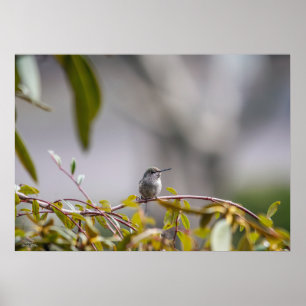 Póster Poster Hummingbird 3346