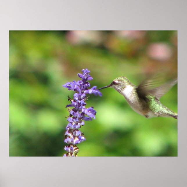 Póster Poster Hummingbird de Northwoods (Frente)