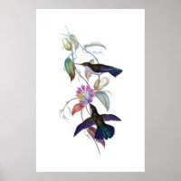 Poster Hummingbirds