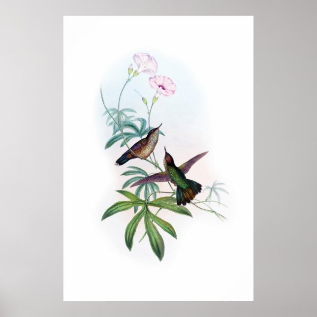 Póster Poster Hummingbirds (Frente)